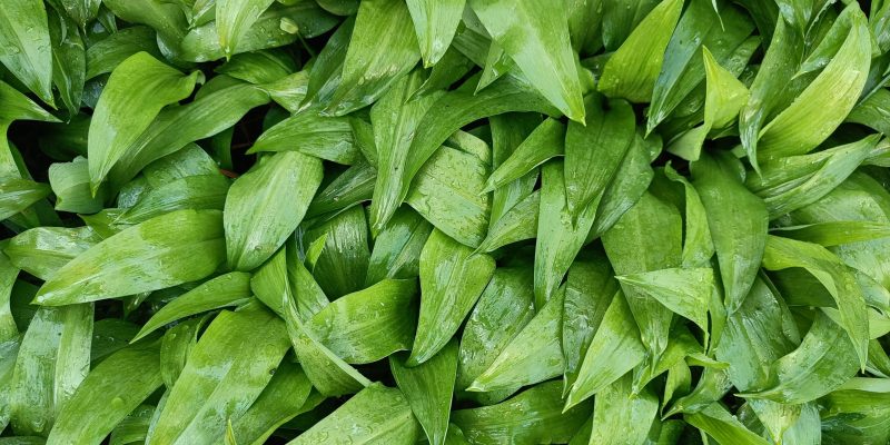 Daslook. Patronen doorbreken. Patroondoorbreekcoach.